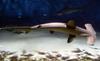 rechinul ciocan
